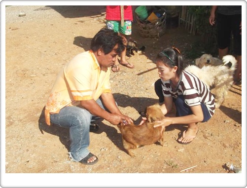 การฉีดวัคซีนป้องกันโรคพิษสุนัขบ้า<br>และการคุมกำเนิดสุนัขและแมว ประจำปี 2556